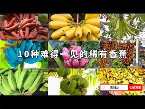 芭蕉品種|漫談台灣芭蕉栽培品種（上）